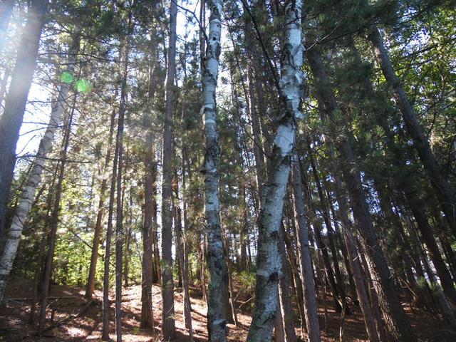 Lot On Blue Heron Road Tomahawk, WI 54487 - Photo 4 of 8 Gallery Image 4