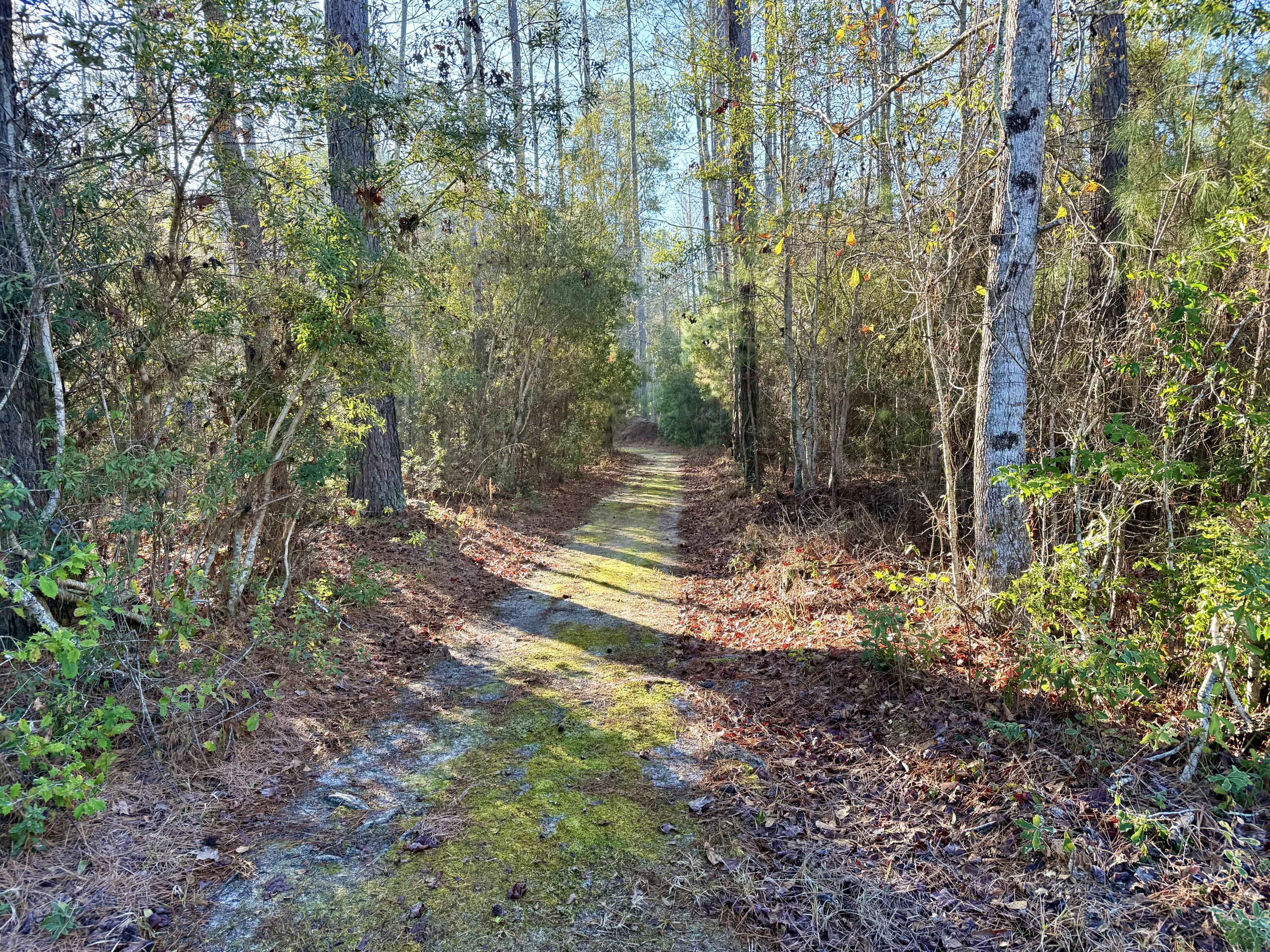 197 Acorn Road Walterboro, SC 29488 - Photo 8 of 14 IMG_1307