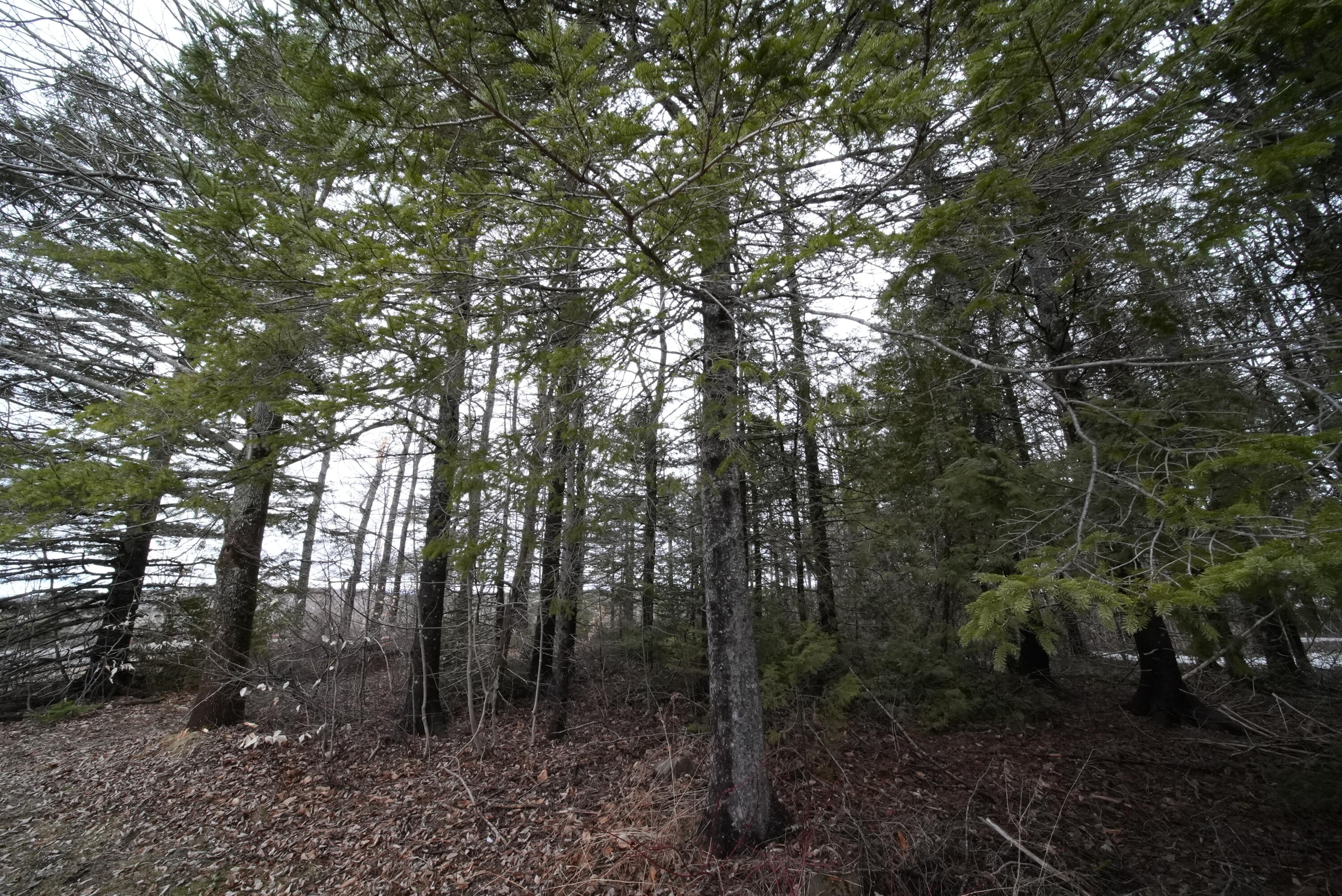 212 Timoney Lake Road Smyrna, ME 04780 - Photo 17 of 93 DSC04847