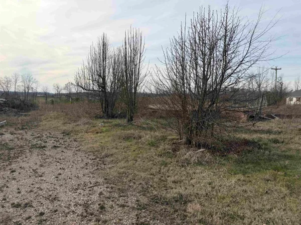 a view of a dry yard with trees