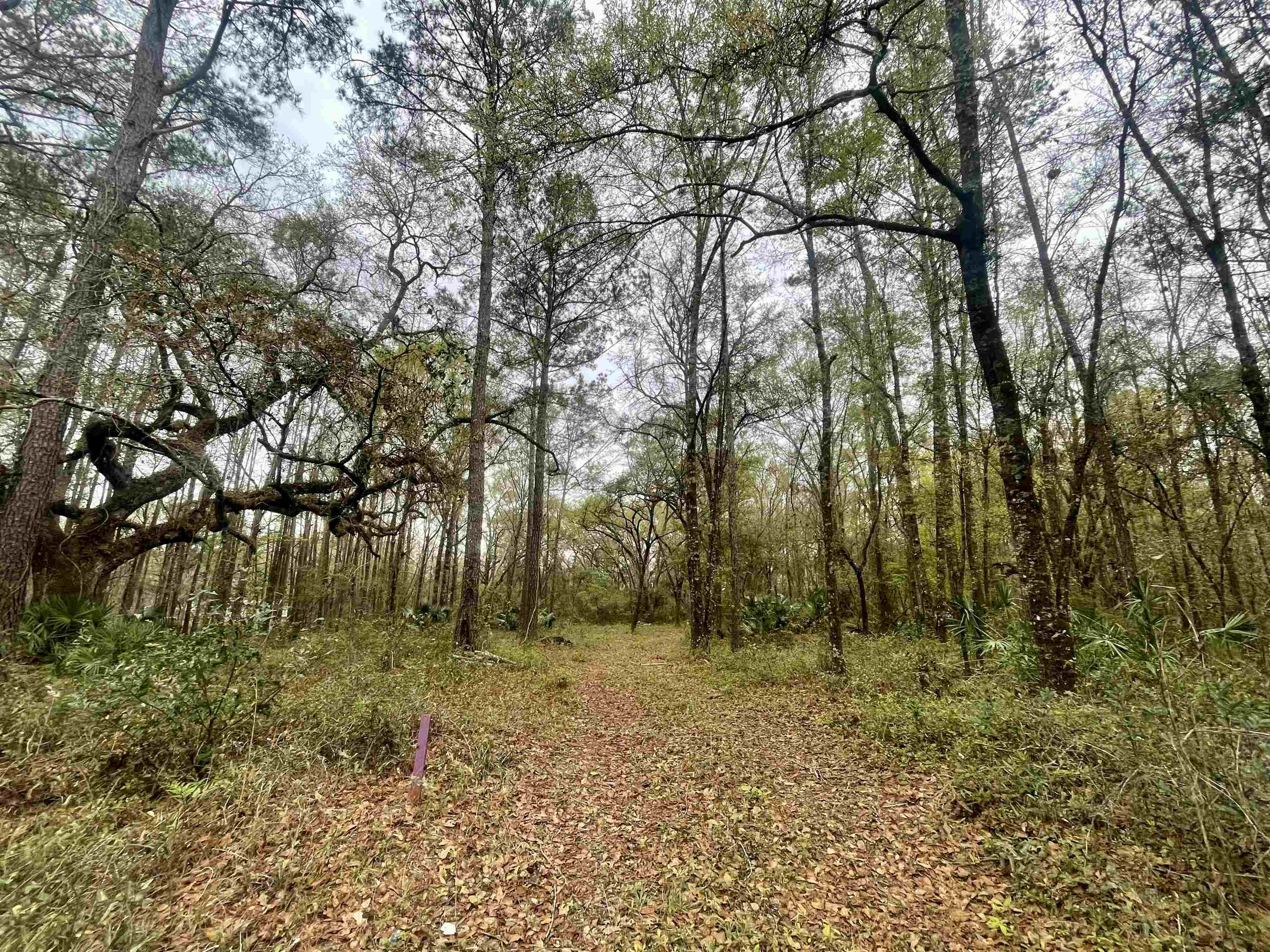 0 Paul Poppell Road Perry, FL 32347 - Photo 10 of 11