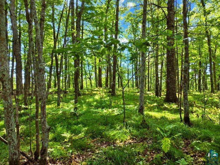 Xxxx Xxxx Whitetail Ridge Road Iron River, WI 54847 - Photo 12 of 40 Beautiful ferns thoughout