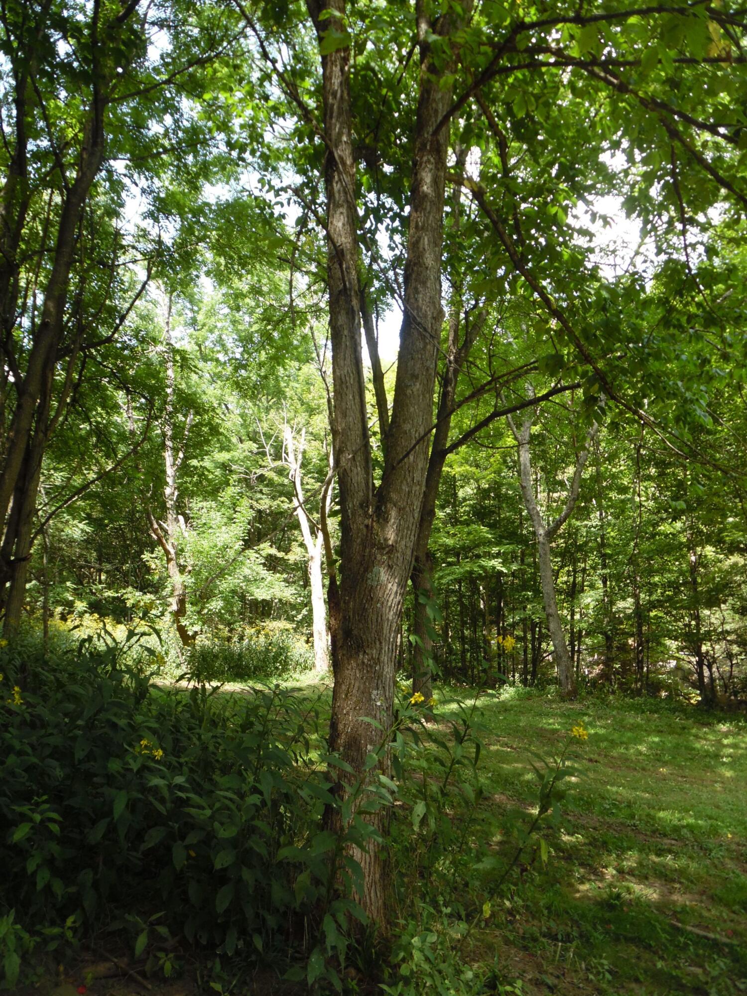 6234 Edray Road Cass, WV 24927 - Photo 31 of 66 Gallery Image 31