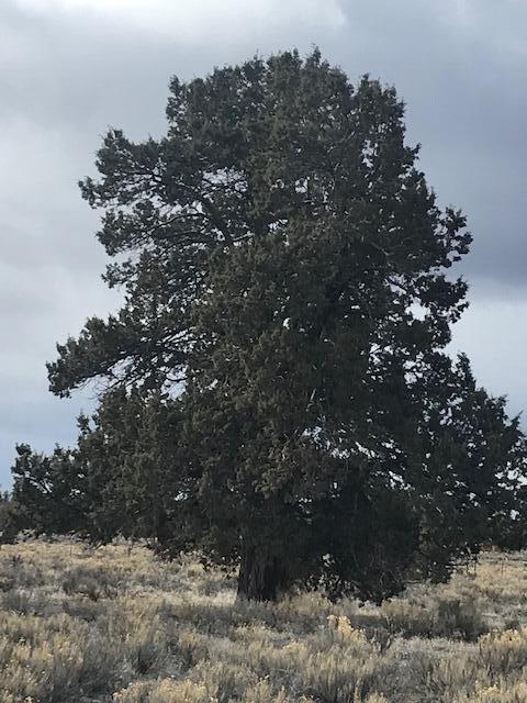 Tbd Southeast Custer Road Prineville, OR 97754 - Photo 3 of 9 IMG_6922