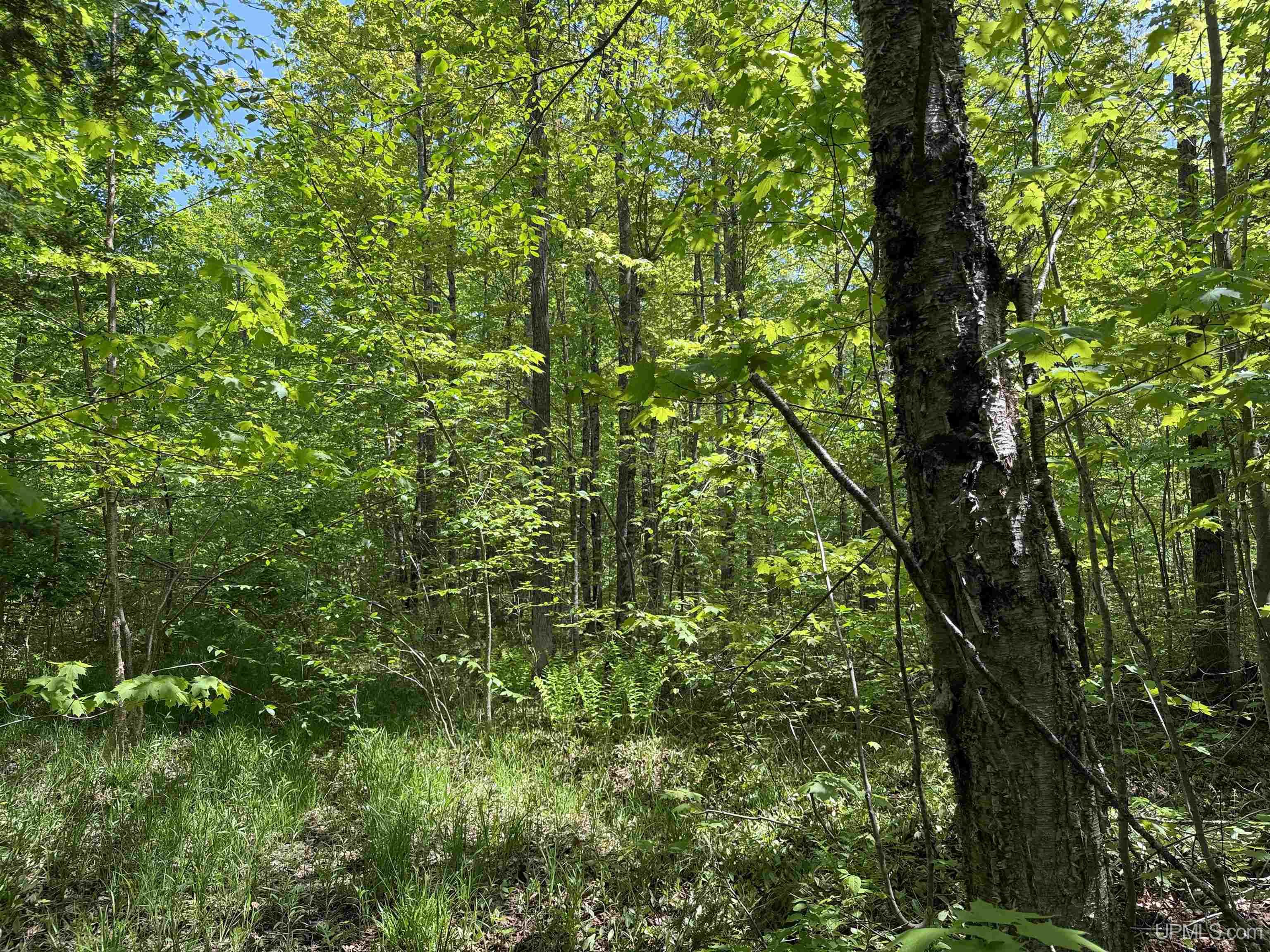 Off East Lake Road Ironwood, MI 49938 - Photo 10 of 30