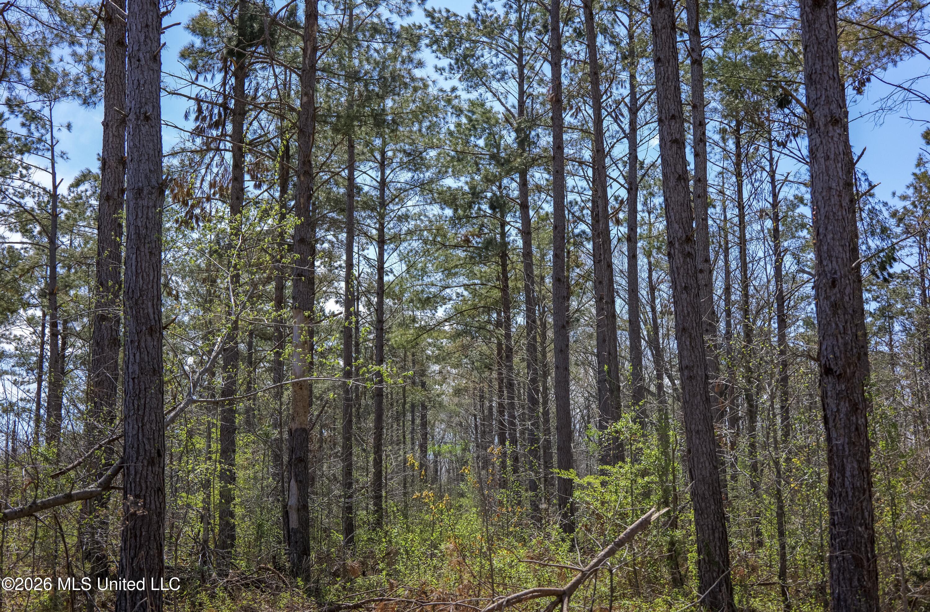 Wise Bend Road Thaxton, MS 38871 - Photo 21 of 22 2