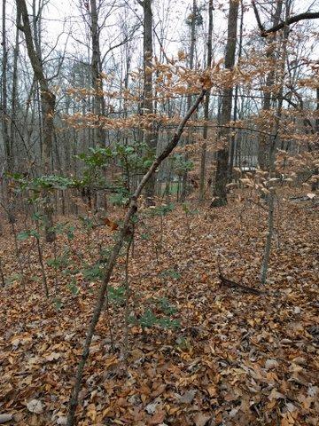 2.46-acres Powder House Road Powell, TN 37849 - Photo 6 of 10 Wooded
