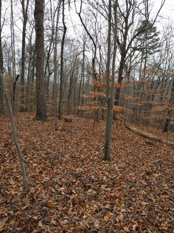 2.46-acres Powder House Road Powell, TN 37849 - Photo 10 of 10 IMG_20171208_121439