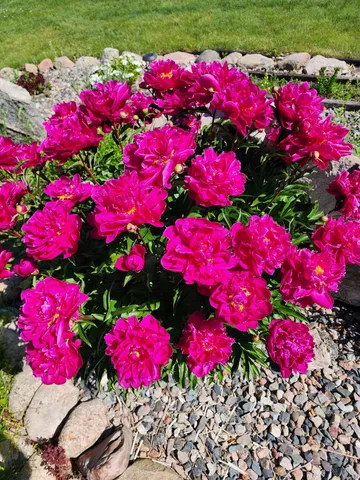 $599,900 | 8695 Dosh Lane, Fort Ripley, MN 56449