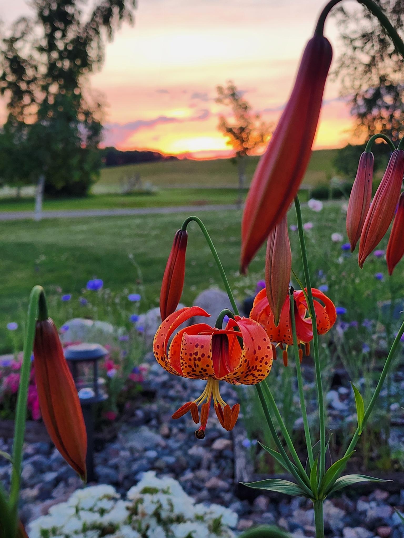 8695 Dosh Lane Fort Ripley, MN 56449 - Photo 50 of 53