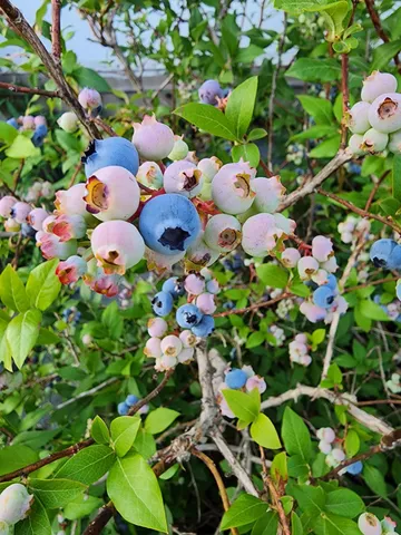 $599,900 | 8695 Dosh Lane, Fort Ripley, MN 56449