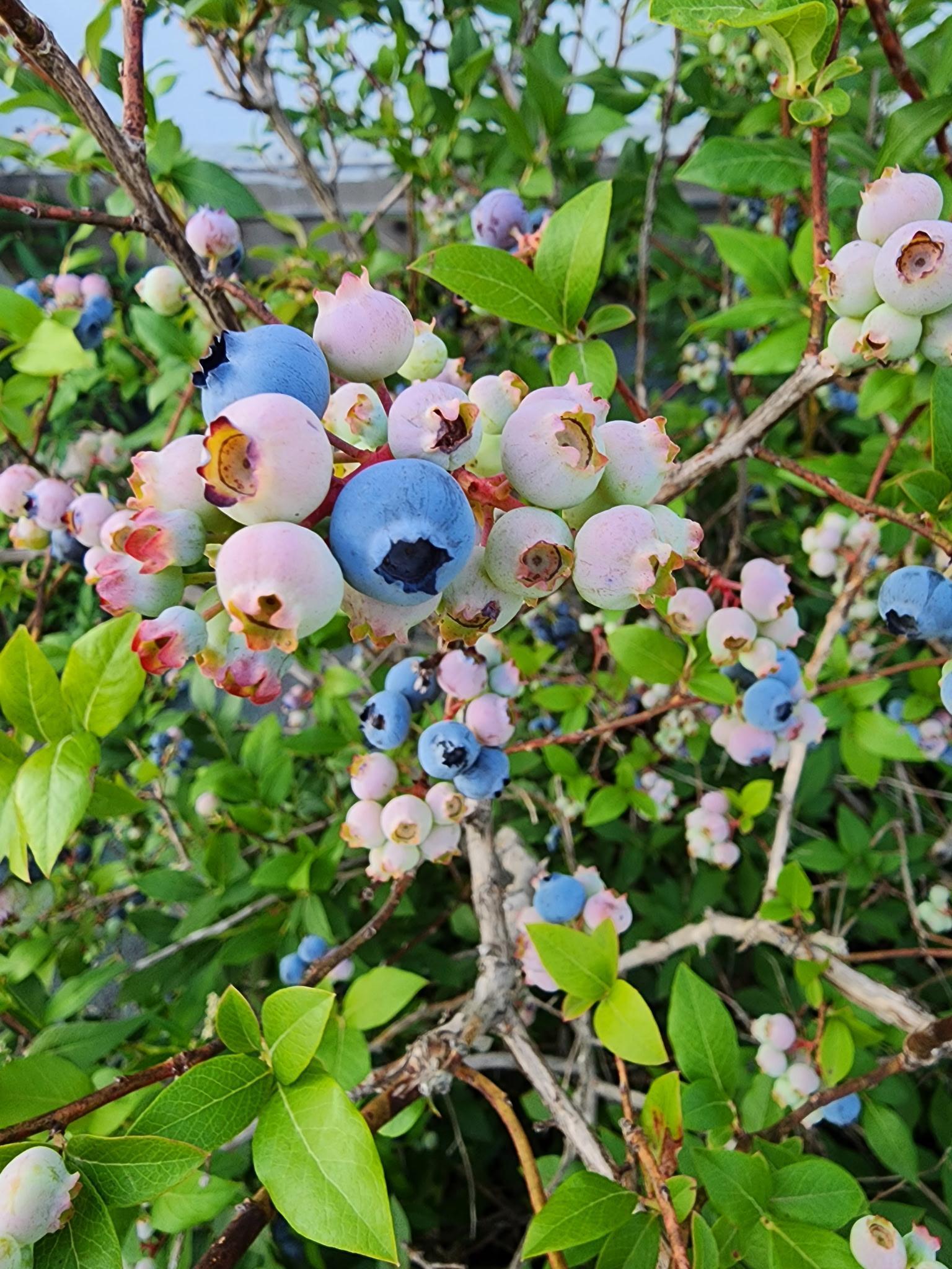 8695 Dosh Lane Fort Ripley, MN 56449 - Photo 52 of 53