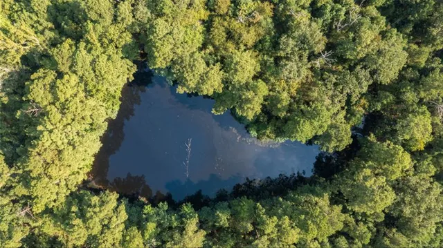 a view of a garden with plants
