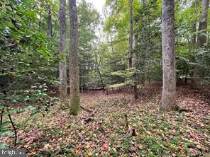 14146 Burwells Bay Road Smithfield, VA 23430 - Photo 5 of 6 a view of a forest with trees