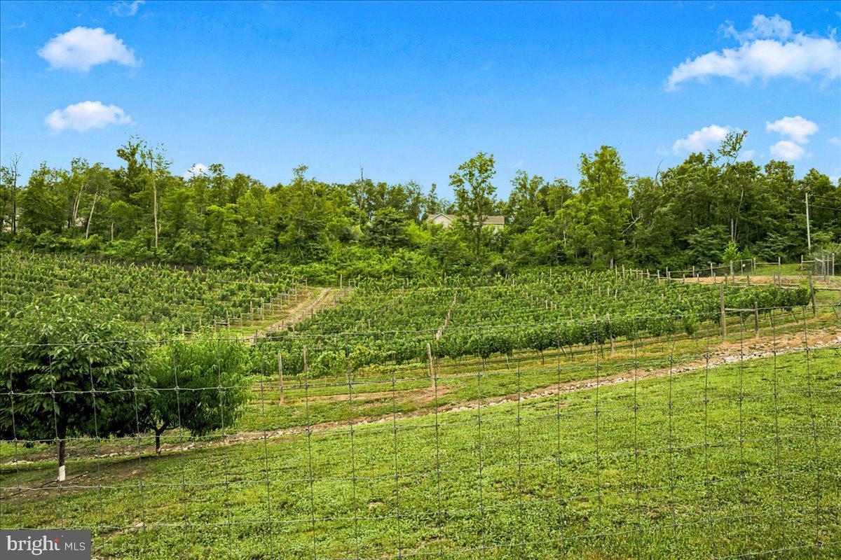 1309 Redland Road Cross Junction, VA 22625 - Photo 57 of 84