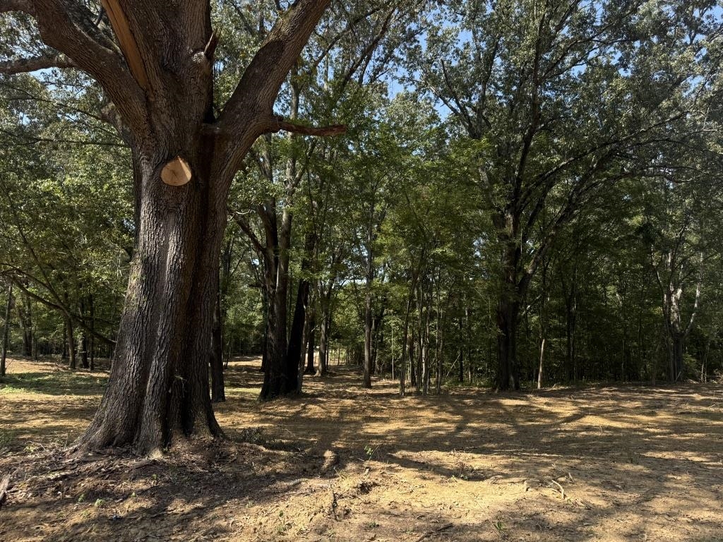 a view of a trees with a yard