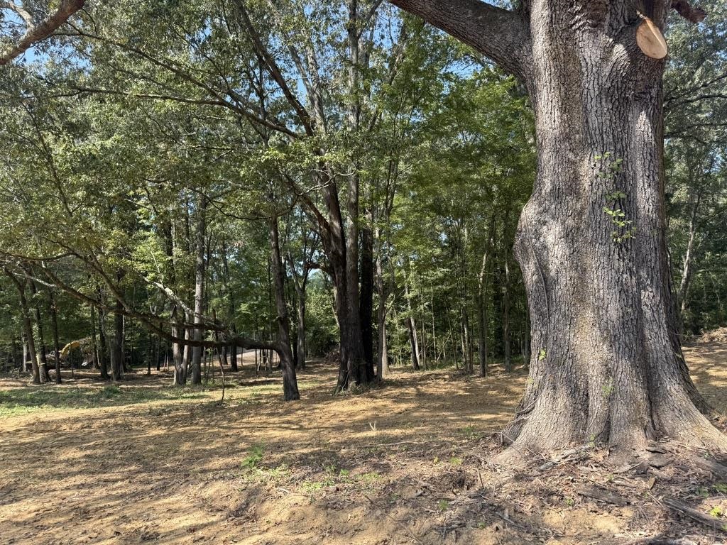 25 Bell Grove Road Eads, TN 38028 - Photo 13 of 17 a view of a trees with a trees