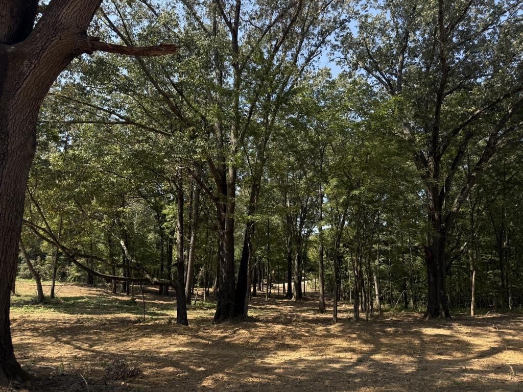 25 Bell Grove Road Eads, TN 38028 - Photo 3 of 17 a view of a yard with large trees