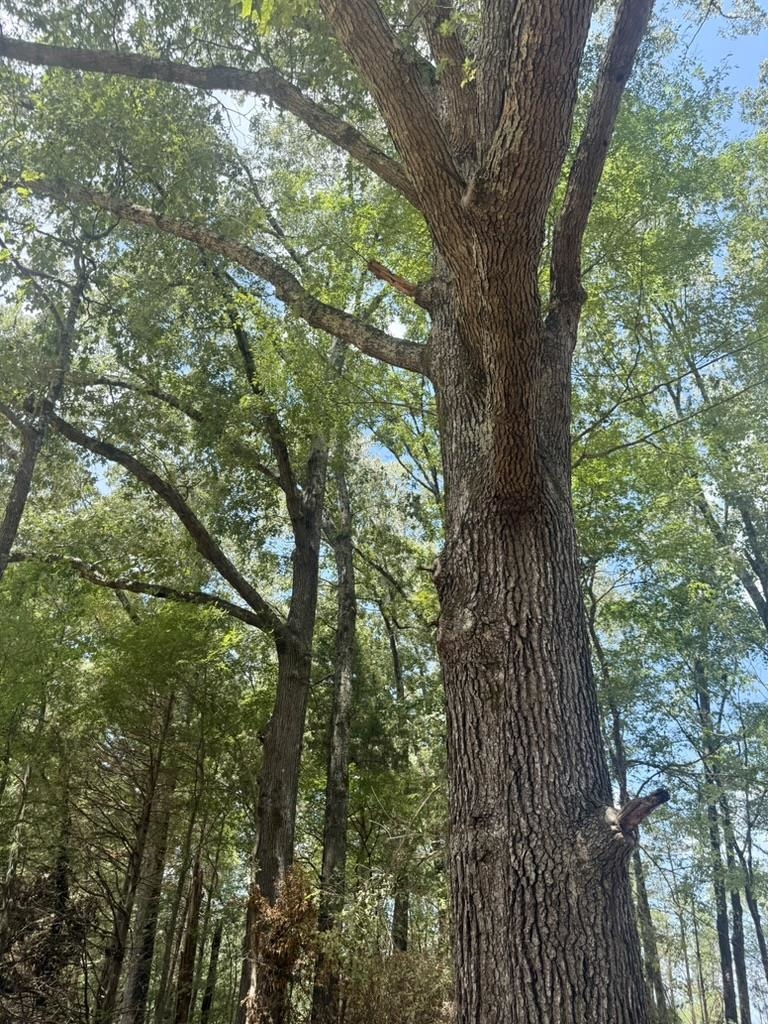 25 Bell Grove Road Eads, TN 38028 - Photo 5 of 17 a picture of tree