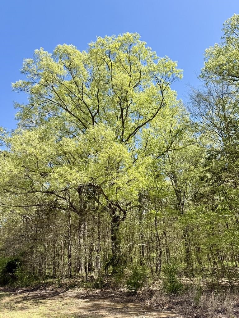 25 Bell Grove Road Eads, TN 38028 - Photo 7 of 17 a view of a plants