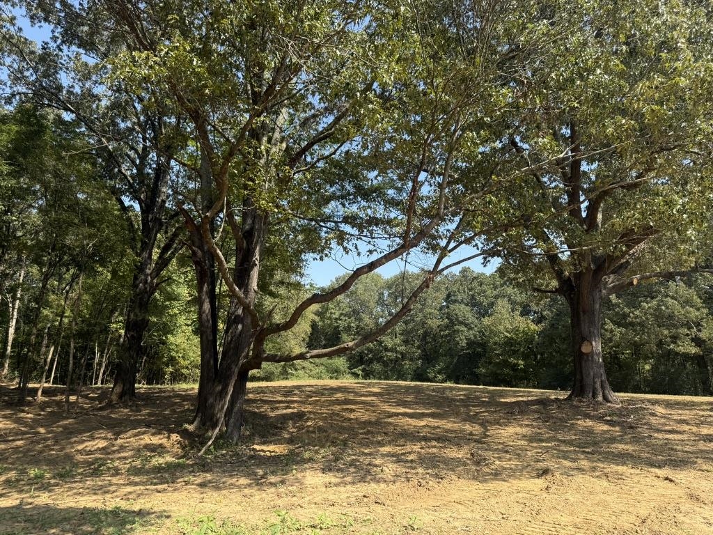25 Bell Grove Road Eads, TN 38028 - Photo 10 of 17 a view of a yard with a tree