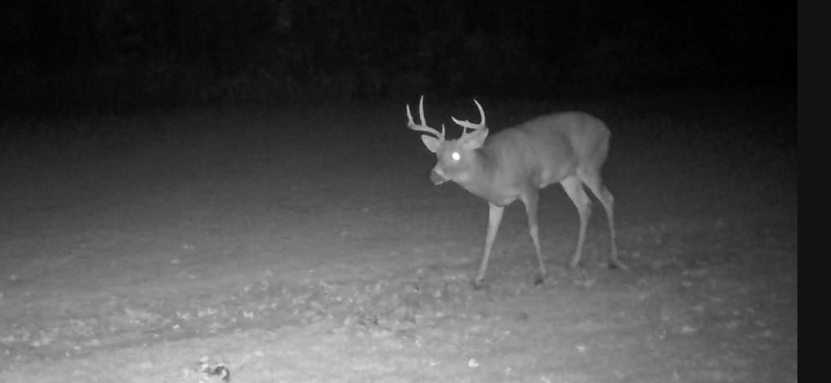 2498 West 5 Mile Road Grayling, MI 49738 - Photo 10 of 41