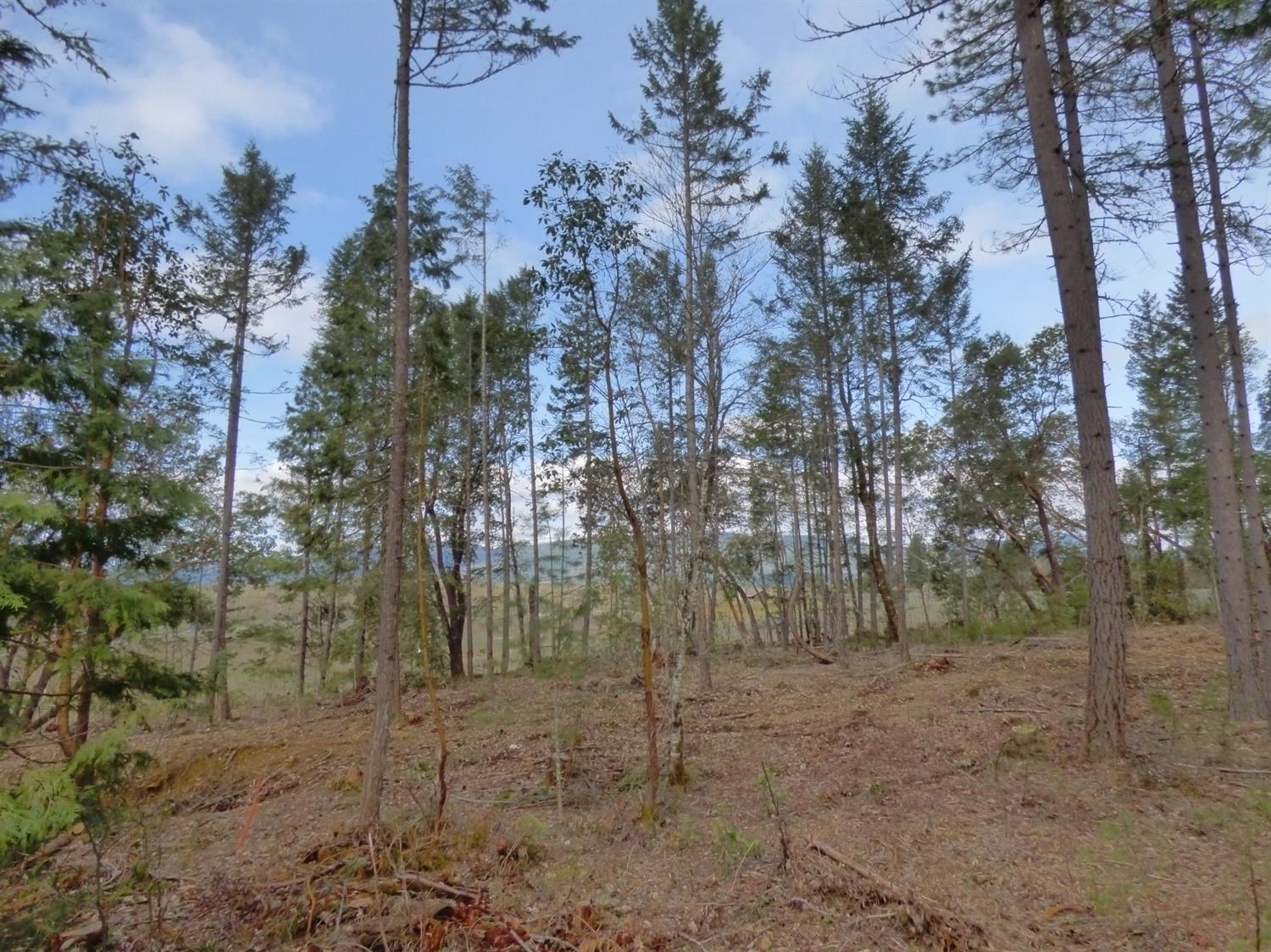 1080 Hays Cut Off Road Cave Junction, OR 97523 - Photo 11 of 13 a view of a forest with trees