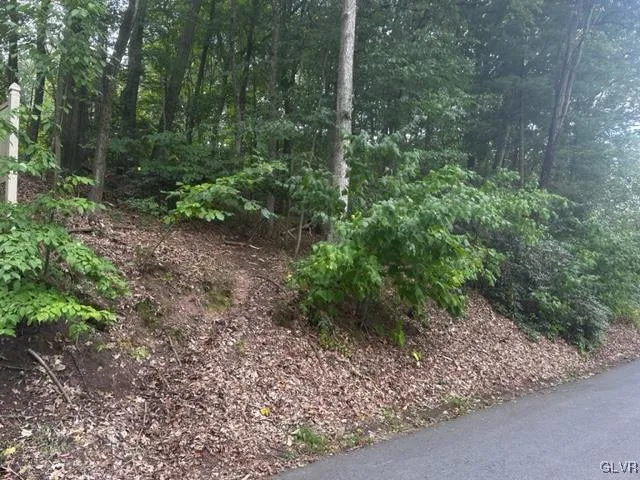 a view of a yard with plants and large trees