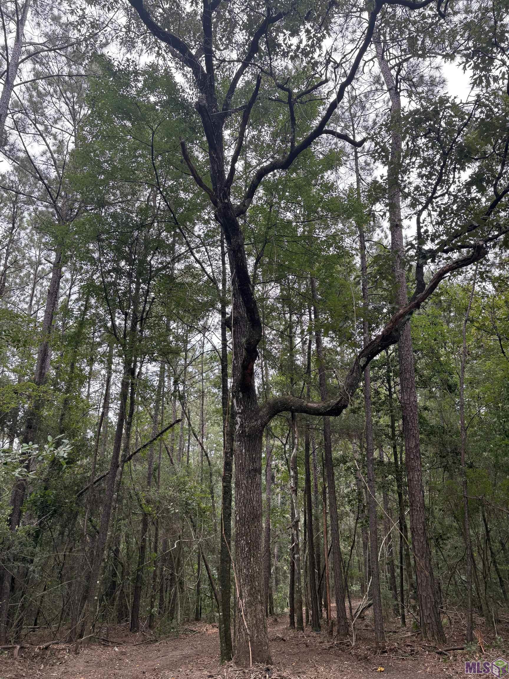 83166 Isabel Swamp Road Bush, LA 70431 - Photo 4 of 20