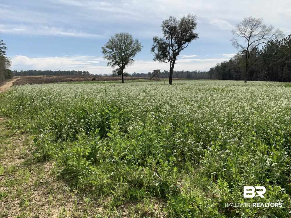 17525 Joe Gottler Road Elberta, AL 36530 - Photo 6 of 44