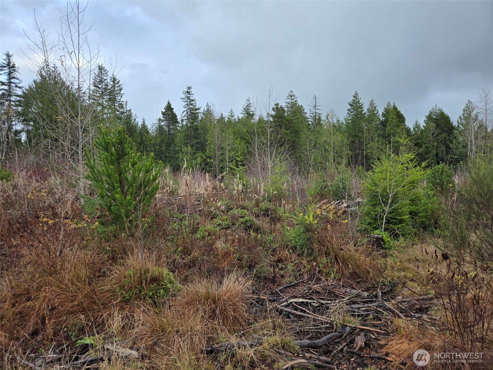 -nka Bowes Road North Hoquiam, WA 98550 - Photo 11 of 17 a view of a green field with lots of bushes