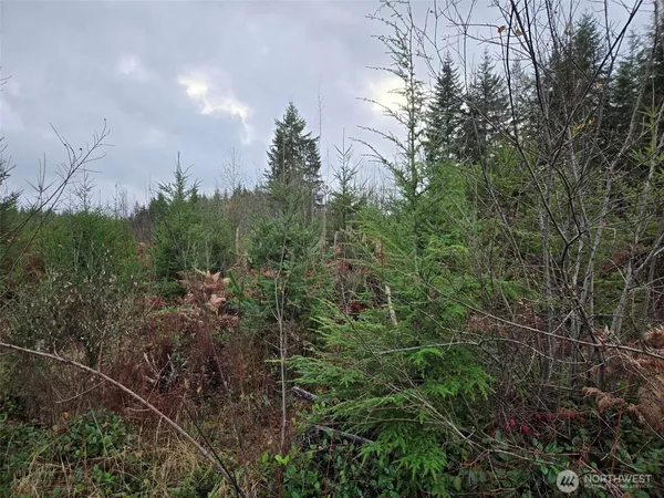 a view of a forest with a tree in a yard