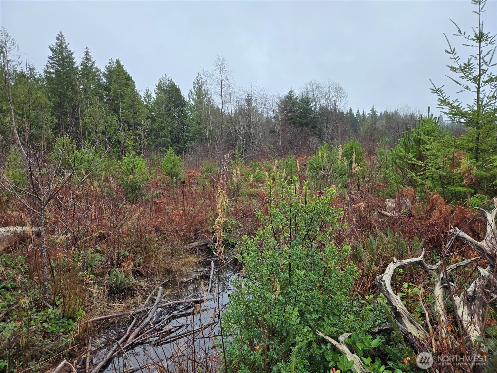 -nka Bowes Road North Hoquiam, WA 98550 - Photo 13 of 17 a view of a forest with a tree in a yard