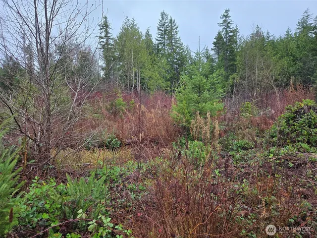 a view of a yard with plants and a trees