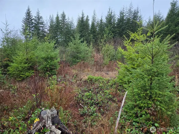 a view of a forest with trees in the background