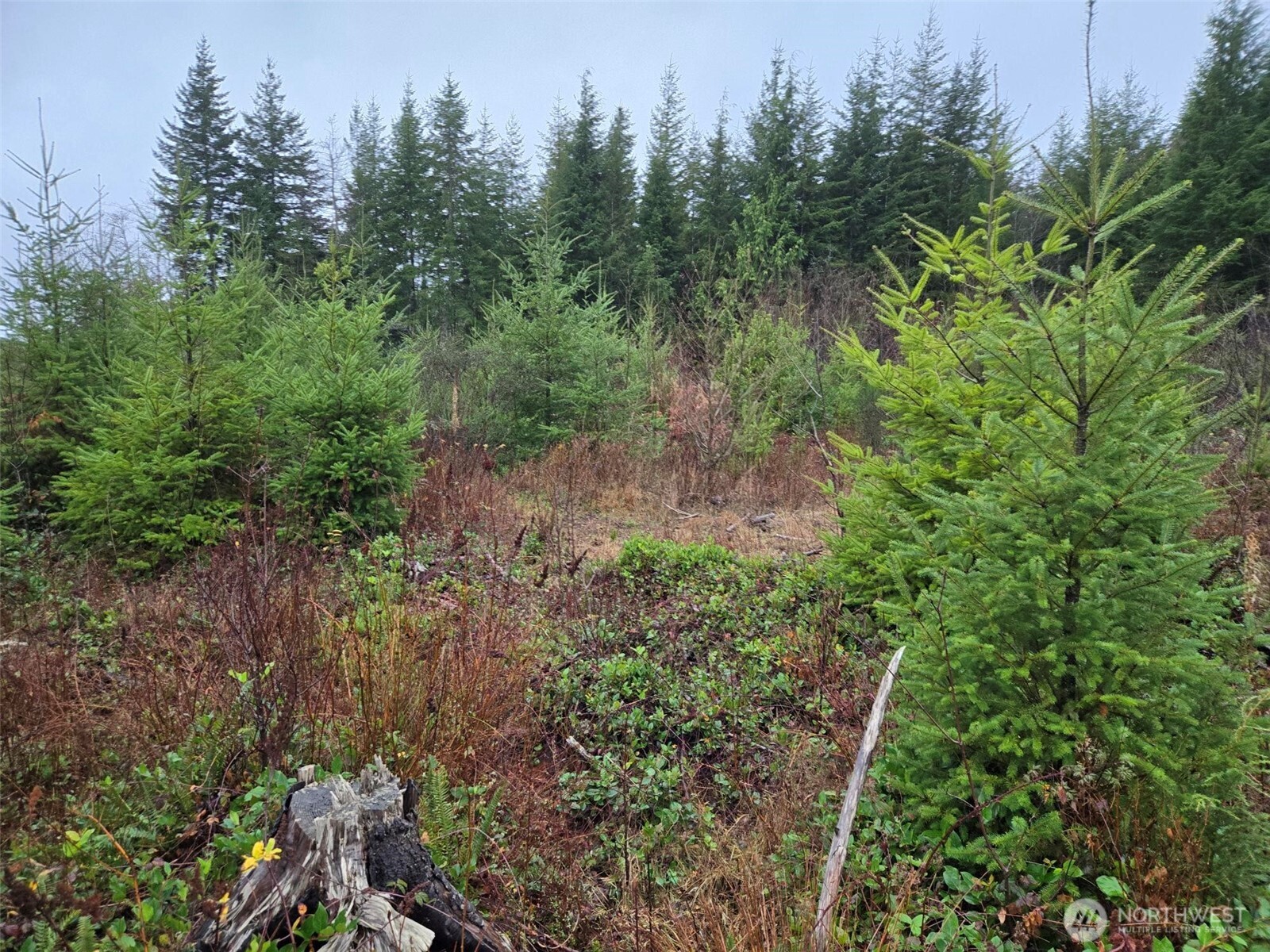 -nka Bowes Road North Hoquiam, WA 98550 - Photo 15 of 17 a view of a yard with plants and a trees
