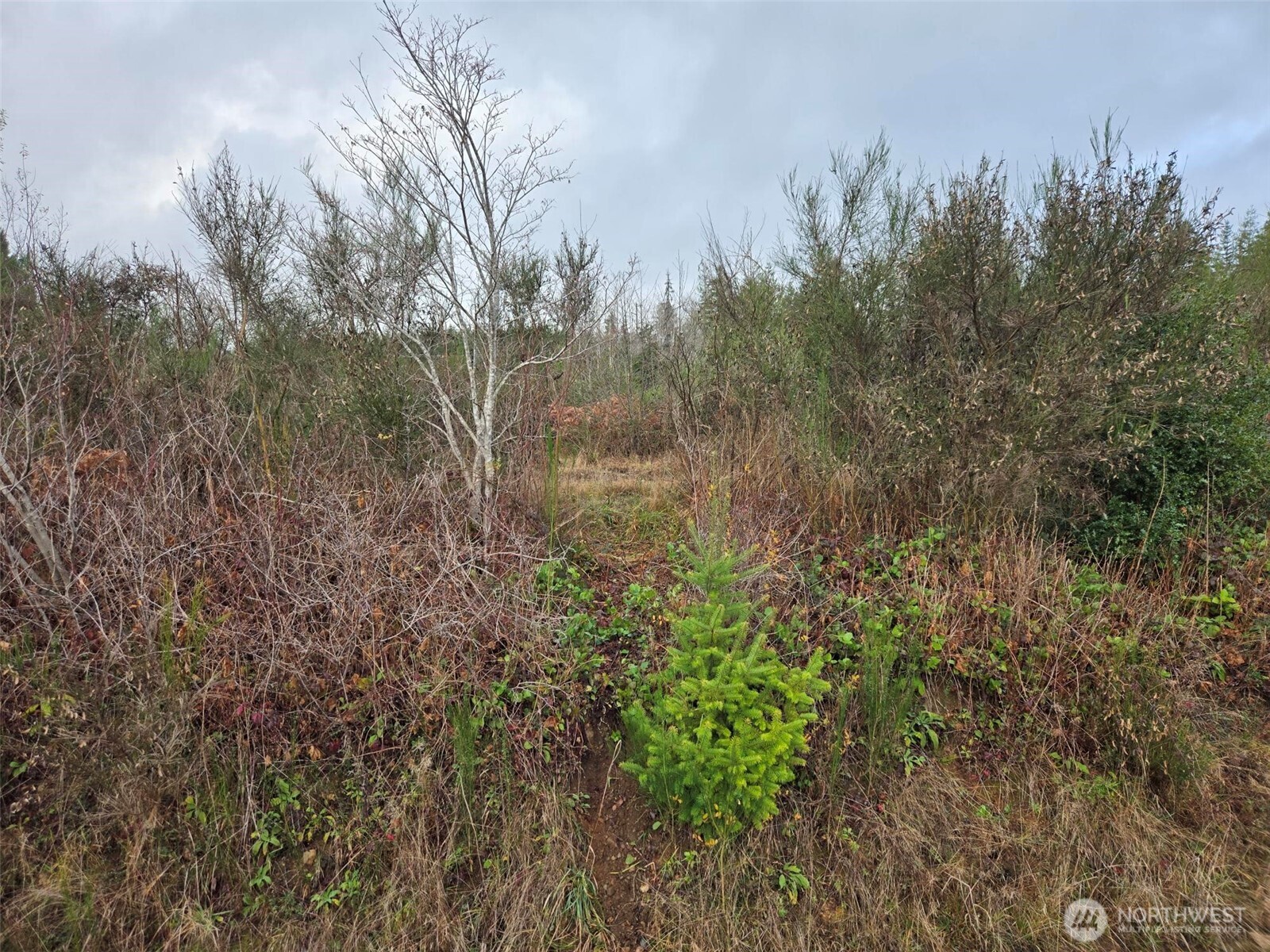 -nka Bowes Road North Hoquiam, WA 98550 - Photo 16 of 17 a view of a forest with trees in the background