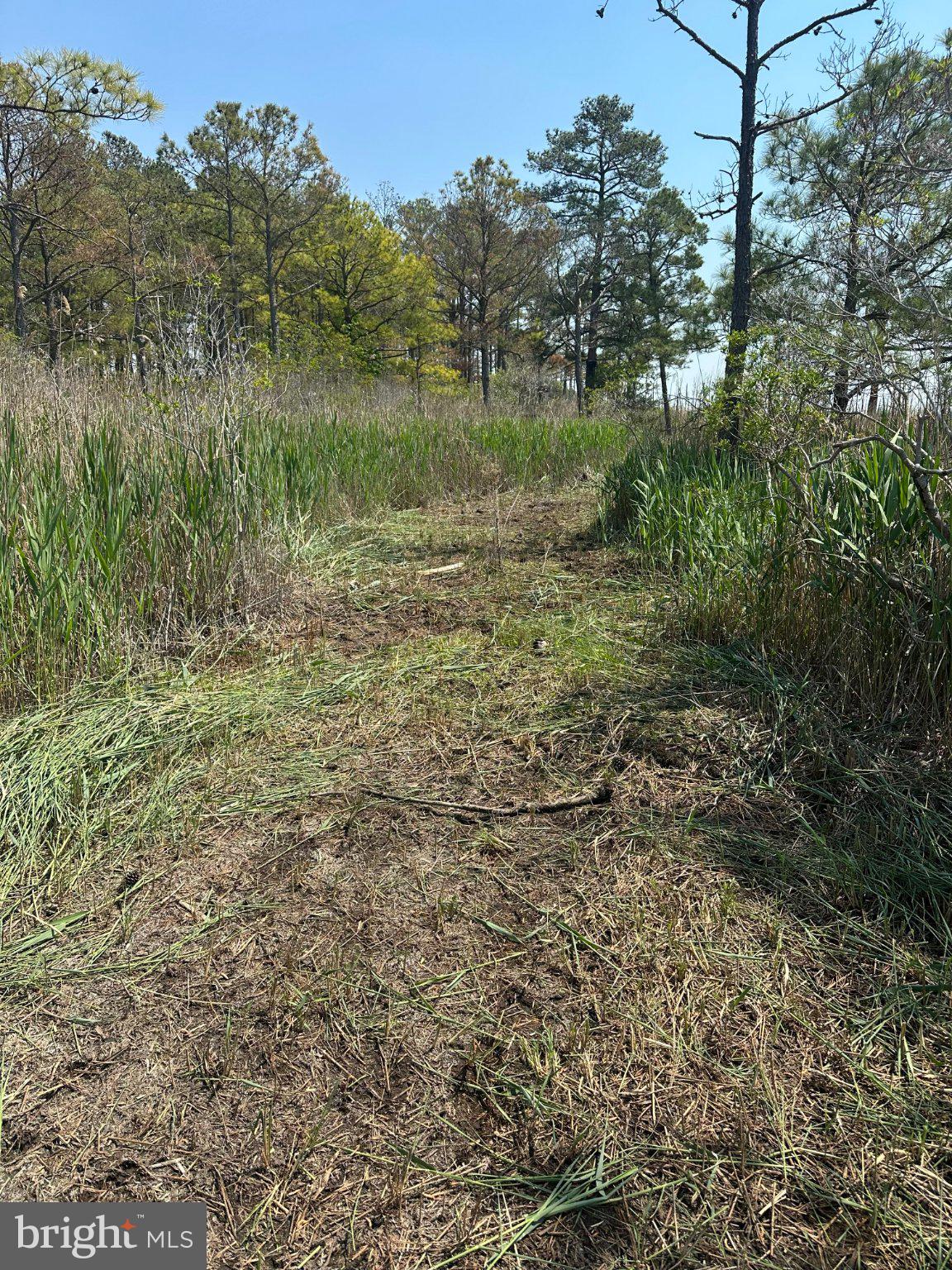 3241 Robbins Road Crapo, MD 21626 - Photo 40 of 44 Nature's Pathway Through Tall Grass