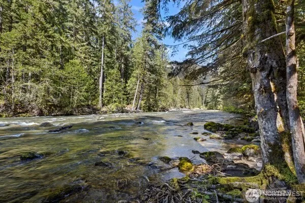 a view of large tree with yard
