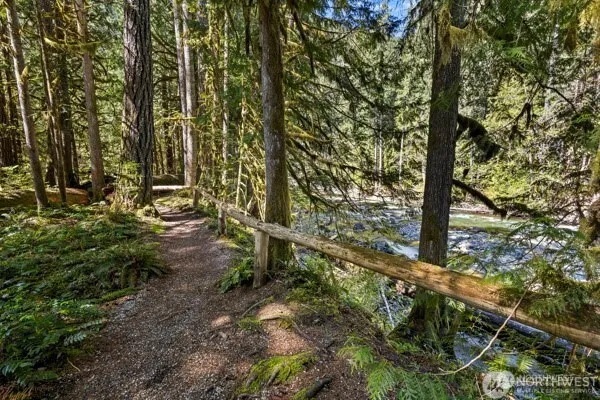 a view of a forest with trees