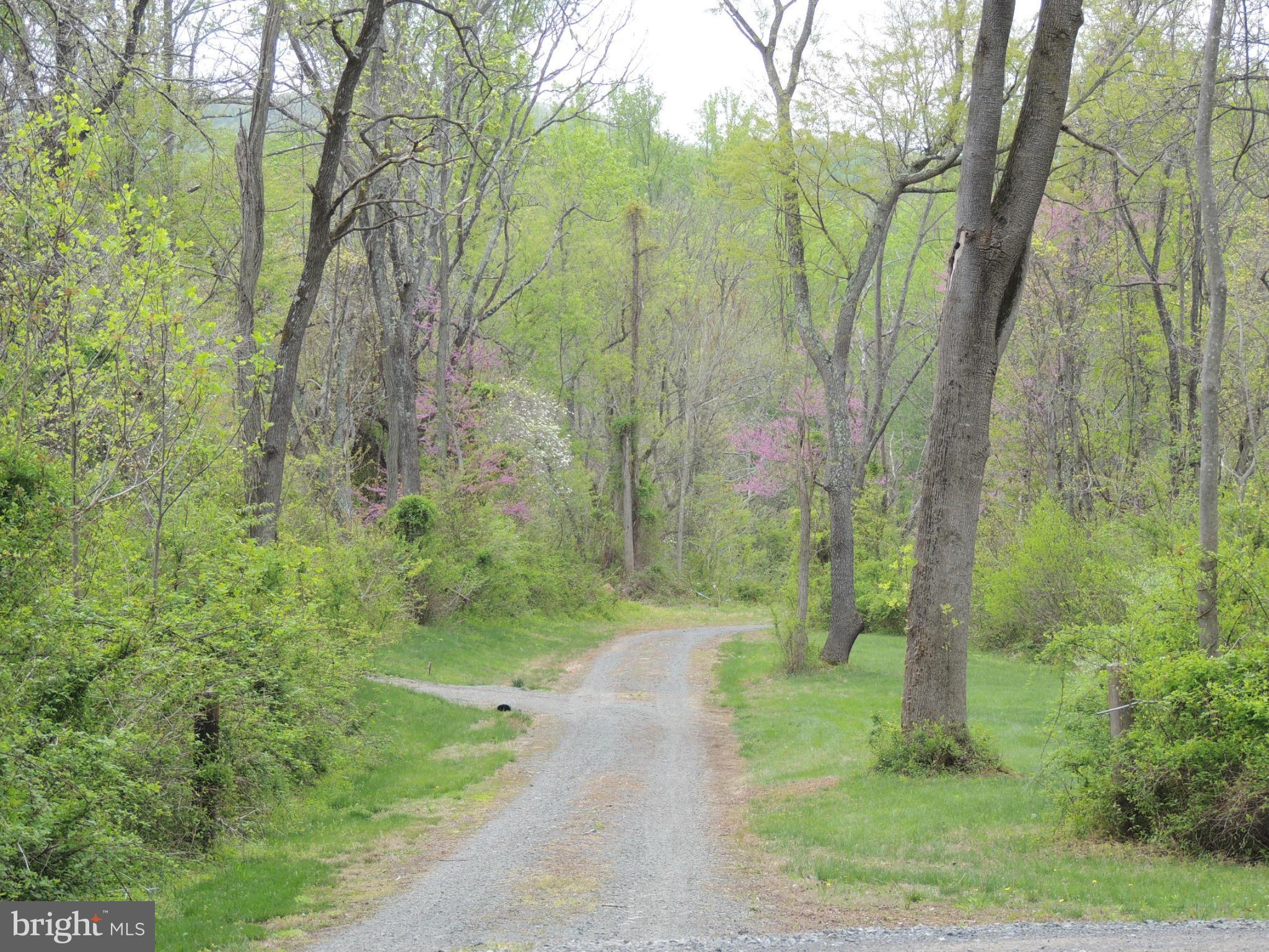 75 Flatwood Road Washington, VA 22747 - Photo 9 of 9 a view of a forest with trees