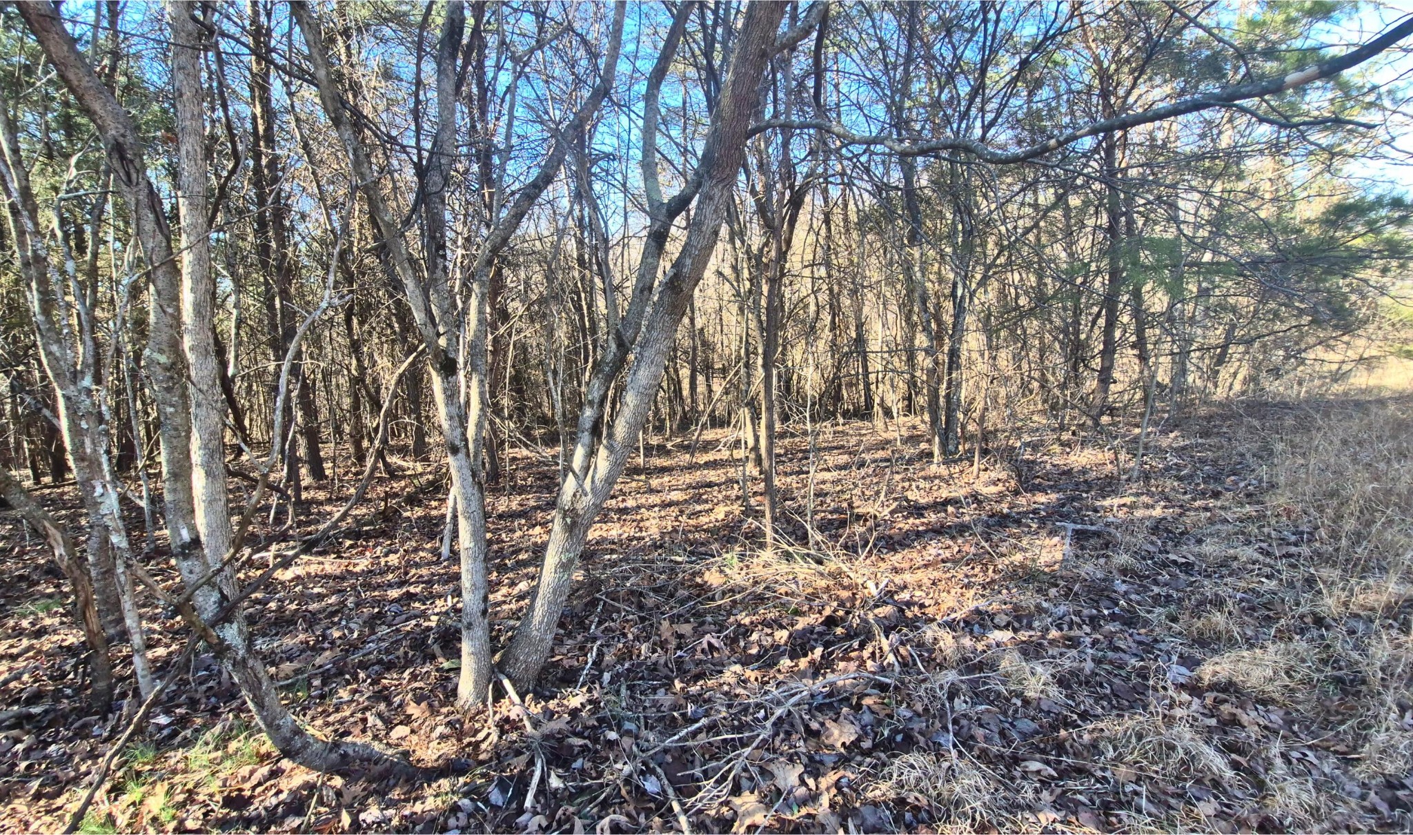 9 Lodge Point Road South Pittsburg, TN 37380 - Photo 20 of 26 a view of tree