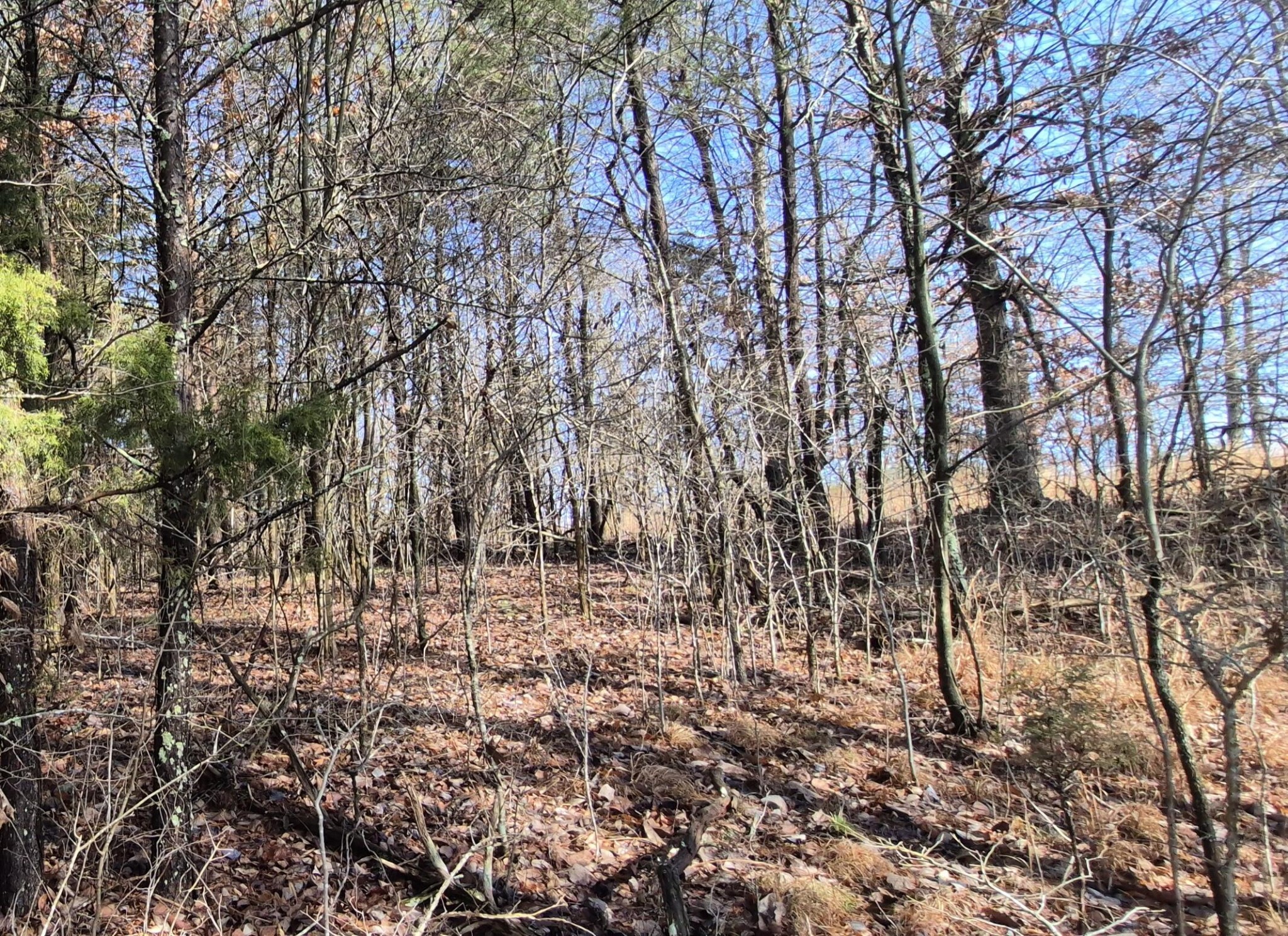 9 Lodge Point Road South Pittsburg, TN 37380 - Photo 22 of 26