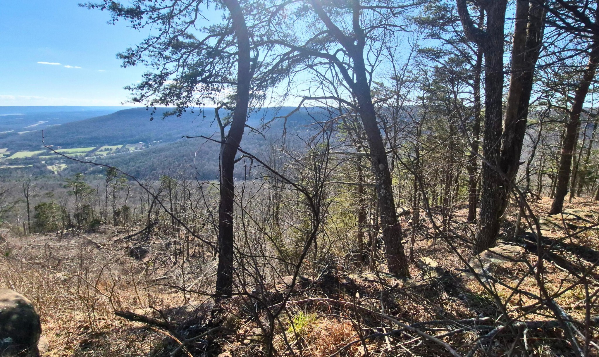9 Lodge Point Road South Pittsburg, TN 37380 - Photo 9 of 26 a view of a forest filled with trees