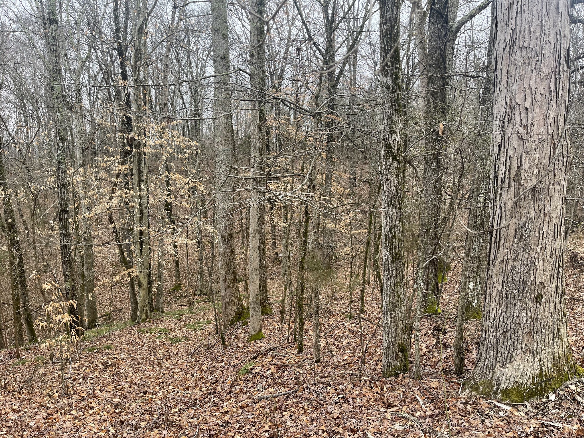 1199 Bundrant Branch Road Waynesboro, TN 38485 - Photo 17 of 19 Gallery Image 17