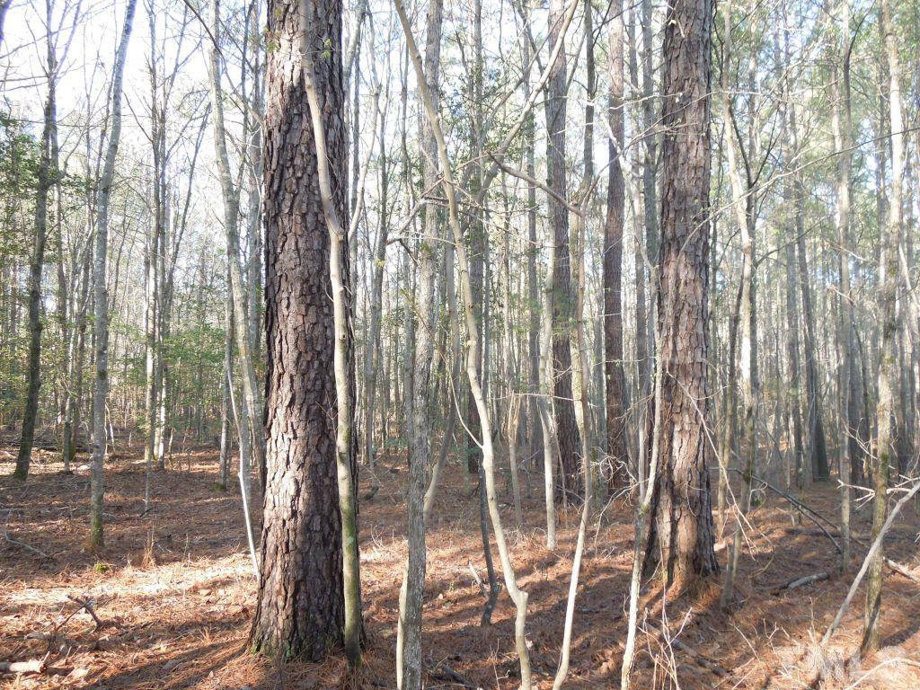 Tbd St Lukes Church Road Goldston, NC 27252 - Photo 3 of 15 Gallery Image 3