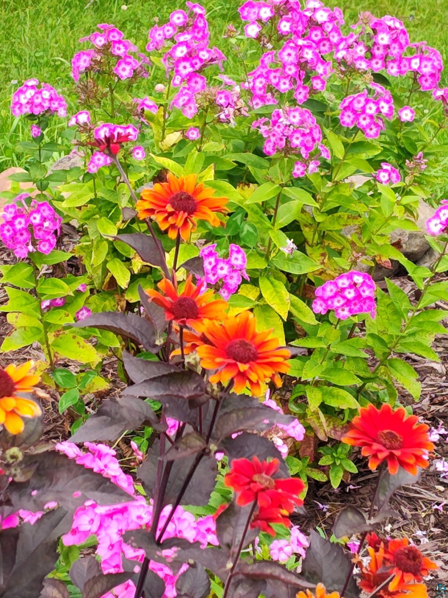 37590 Degerstrom Road Askov, MN 55704 - Photo 44 of 53 Vibrant floral garden bed featuring varied blooms and foliage