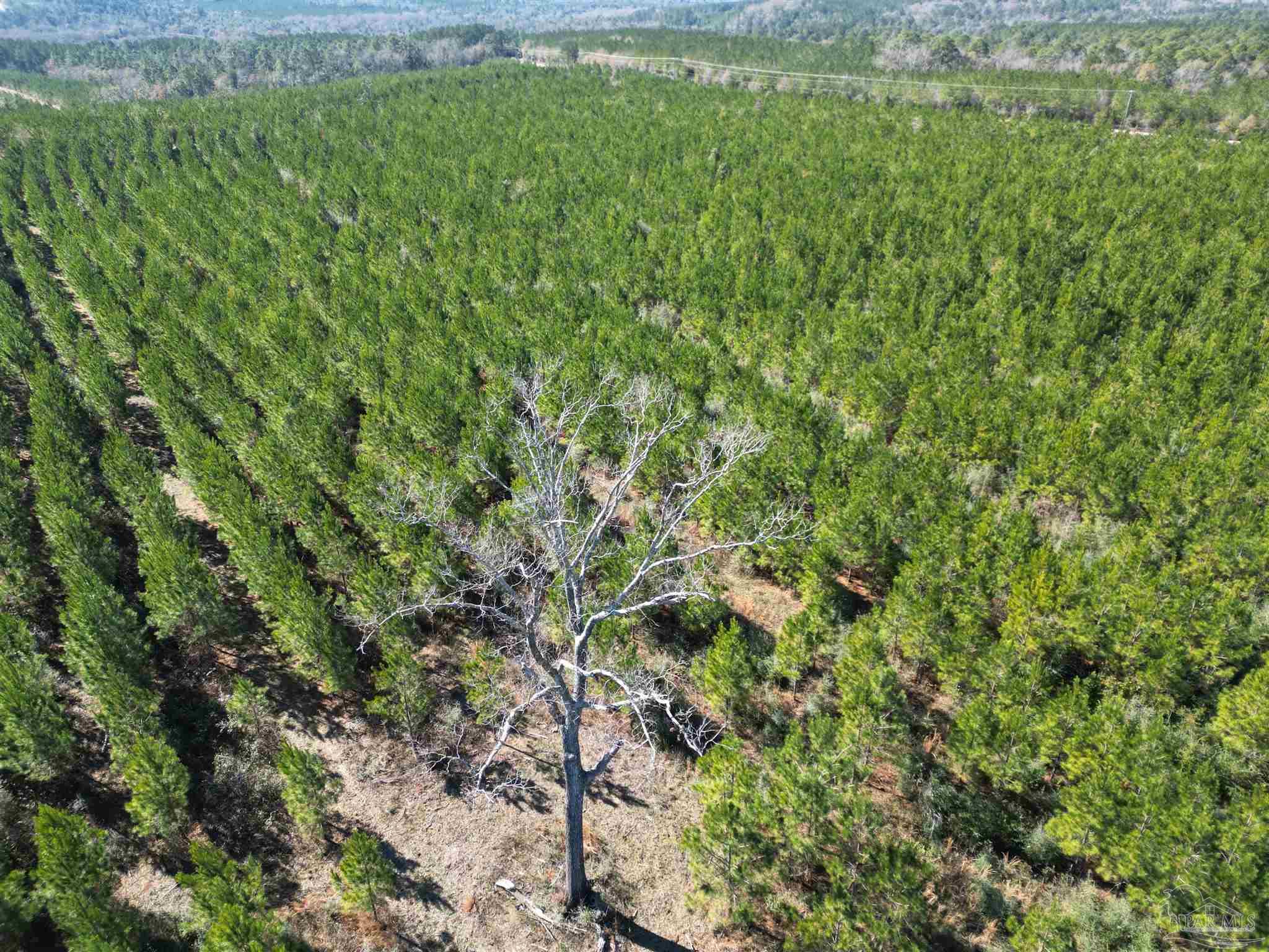 1 Robinsonville Road Atmore, AL 36502 - Photo 8 of 18