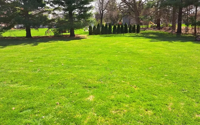 a view of a park with large trees