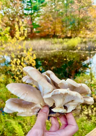 $950,000 | 334 Johnson Road, Auburn, ME 04210